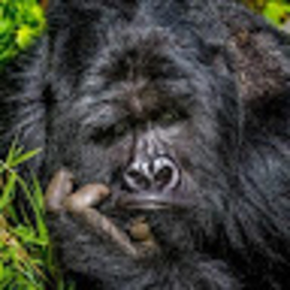 Meet your Posher, Alex - Picture 1 of 1